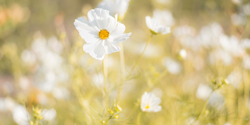 Meadow
