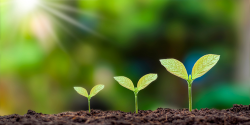 plants sprouting
