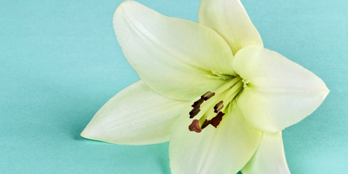 white lily